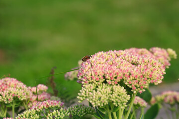 Bee on beautiful decorative garden plant. Sedum (Sedum spectabile) at autumn sunny day. Flower card background with pink sedum and sun rays or floral wallpaper