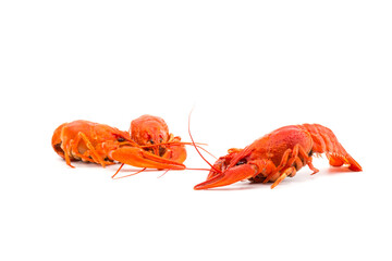 Boiled Fresh Crayfish,Crawfish,  isolated on white background