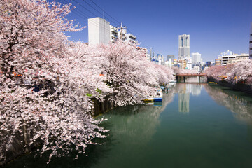 桜とランドマークタワー