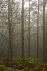 Fototapeta premium fog in the forest, Northumberland, UK