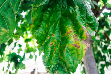Hoja de morera