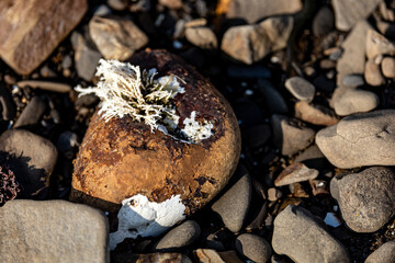 ocean fungi on the rock