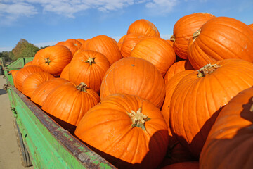 Herbst, die Kürbiszeit hat begonnen