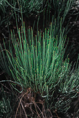 Brotes verdes en medio del bosque