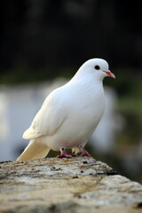 white dove on a rock