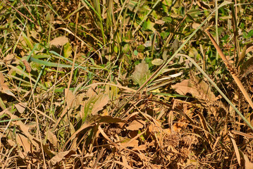 Green grass is contaminated with brown dust. The concept of environmental pollution and industrial waste. Radioactive sediments on the grass.