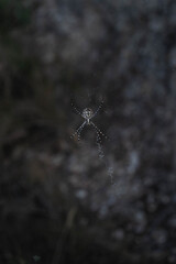 Araña tigre