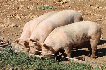 Three Pigs Feeding