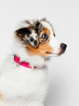 Blue Eyed Merle Dog Looking Sideways