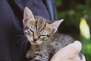 Adorable little grey tabby kitten in male hands.