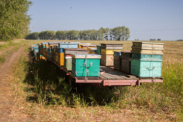 apiary
