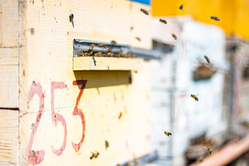 
bees