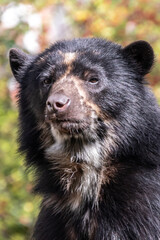 portrait of a spectacled bear