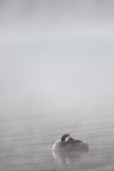 Haubentaucher im Frühnebel auf einem See