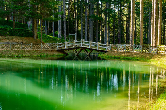 Il ponte di legno che si riflette nel laghetto del Parco Naturale della Sila Piccola, Calabria, Italia