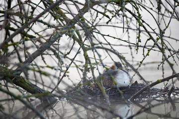 Haubentaucher im Frühnebel auf seinem Nest
