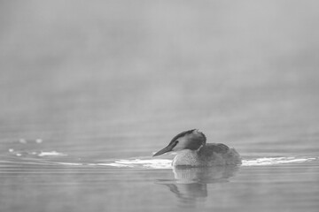 Haubentaucher im Frühnebel auf einem See