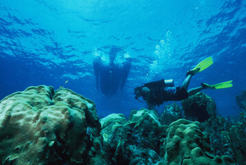 Naklejka na ściany i meble scuba diver coral reef caribbean sea Venezuela