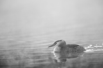Haubentaucher im Frühnebel auf einem See