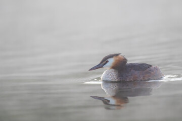 Haubentaucher im Frühnebel auf einem See