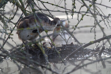 Haubentaucher im Frühnebel auf seinem Nest