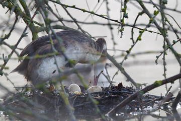 Haubentaucher im Frühnebel auf seinem Nest