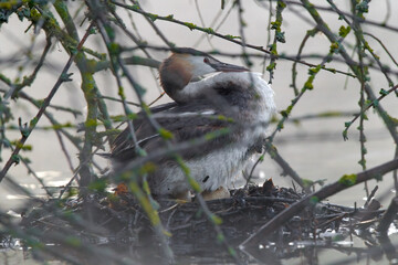 Haubentaucher im Frühnebel auf seinem Nest