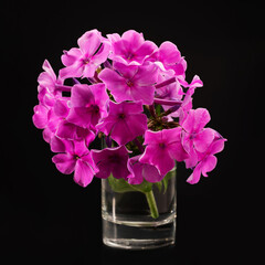 Phlox inflorescence on a black isolated background. Copy space, backlighting. Flowers from the garden.
