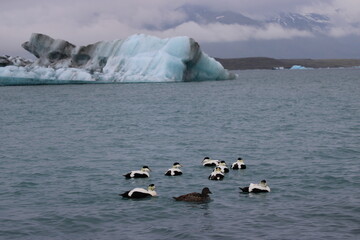 Fototapeta premium Common Eider at Jökulsárlón in South Iceland
