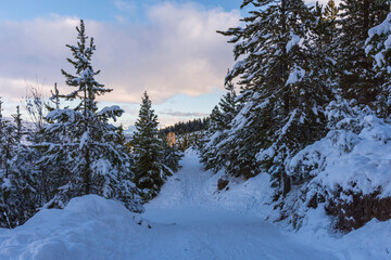 Snow covered trees during winter season in Esquel, Patagonia, Argentina