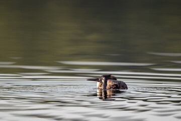 Ein Haubentaucher bei der Gefiederpflege