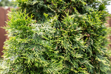 green beautiful garden. the concept of summer