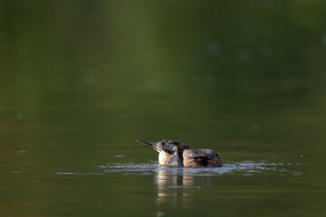 Ein Haubentaucher bei der Gefiederpflege