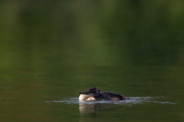 Ein Haubentaucher bei der Gefiederpflege