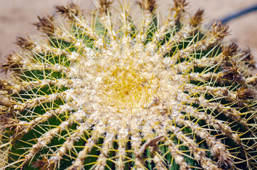 Close up of green cactus desert plant with blurred background