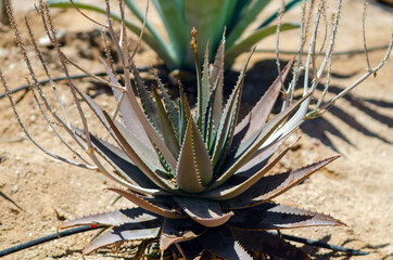 Naklejka na ściany i meble Close up of green cactus desert plant with blurred background