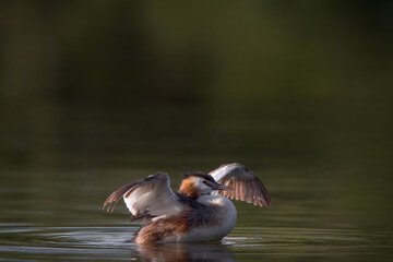 Ein Haubentaucher bei der Gefiederpflege