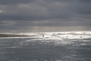A seal sunbathing at Diamond Beach in South Iceland