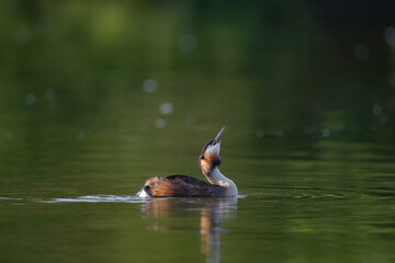 Haubentaucher auf einem Teich
