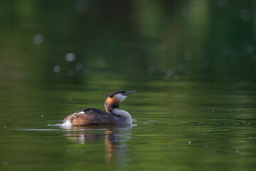 Haubentaucher auf einem Teich