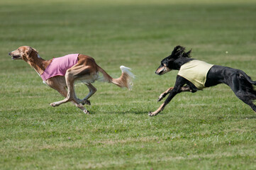 2 dogs lure coursing together