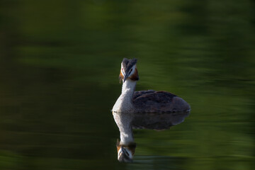 Haubentaucher auf einem Teich