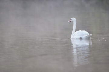 Obraz premium Ein Höckerschwan im Frühnebel auf dem Wasser