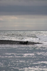 Fototapeta premium A seal sunbathing at Diamond Beach in South Iceland