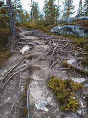 Roots of a tree in dark forest
