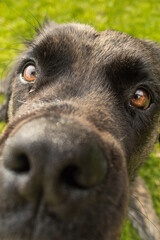 The eyes of a big brindle dog looking straight into the camera while the nose is touching the camera.