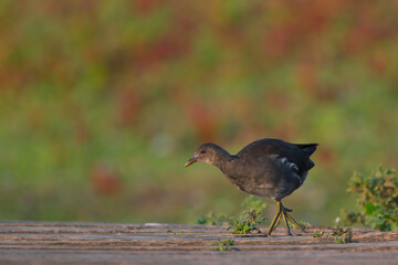 Juntges Teichhuhn am läuft über einen Steg