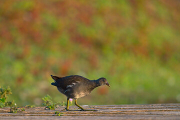 Juntges Teichhuhn am läuft über einen Steg