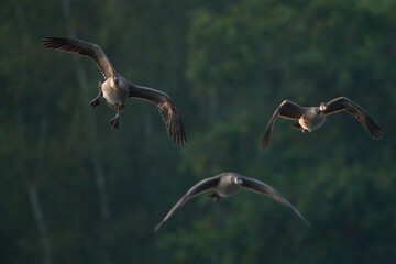Kanadagänse im Flug