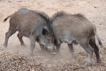 Zwei Überläufer am zanken